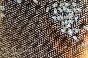 bee hives for honey production photo