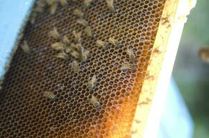 bee hives for honey production photo