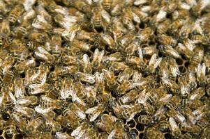 bee hives for honey production photo