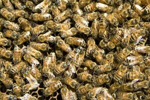 bee hives for honey production photo