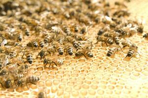 bee hives for honey production photo