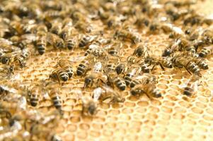 bee hives for honey production photo