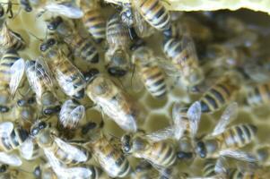 bee hives for honey production photo