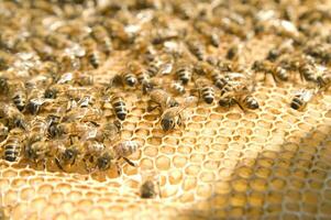 bee hives for honey production photo