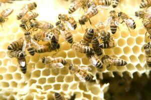 bee hives for honey production photo