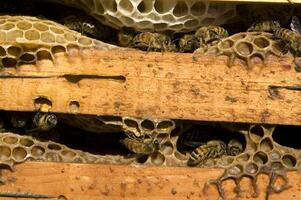 bee hives for honey production photo