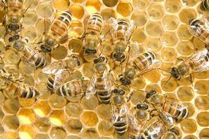 bee hives for honey production photo