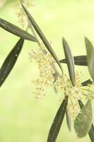 the flower of the olive tree in spring photo