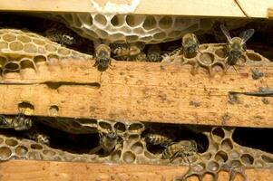 bee hives for honey production photo