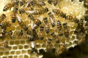 bee hives for honey production photo