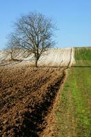 a lone tree in a field of dirt photo