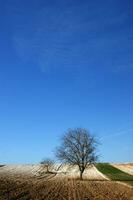 un solitario árbol en un campo de suciedad foto