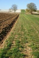 a lone tree in a field of dirt photo