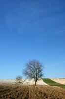 a lone tree in a field of dirt photo