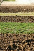 a lone tree in a field of dirt photo