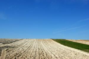 a lone tree in a field of dirt photo