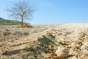 a lone tree in a field of dirt photo