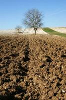 a lone tree in a field of dirt photo