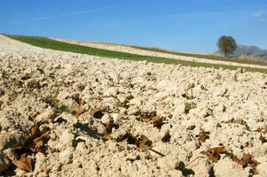 a lone tree in a field of dirt photo