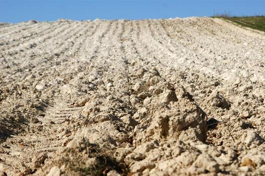 a lone tree in a field of dirt photo