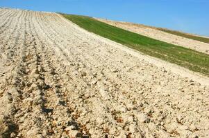 a lone tree in a field of dirt photo