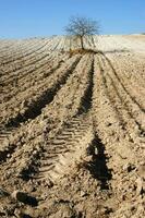 a lone tree in a field of dirt photo