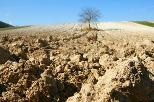 a lone tree in a field of dirt photo