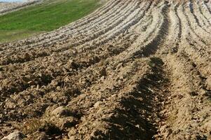 a lone tree in a field of dirt photo