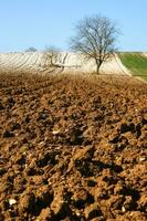 a lone tree in a field of dirt photo