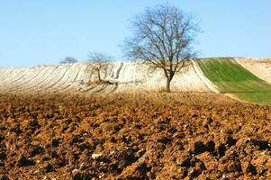 a lone tree in a field of dirt photo