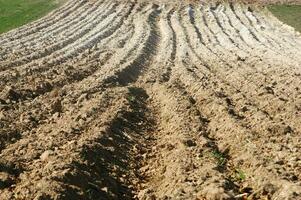 a lone tree in a field of dirt photo