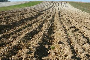 a lone tree in a field of dirt photo