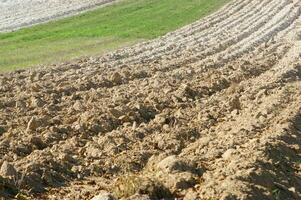 a lone tree in a field of dirt photo