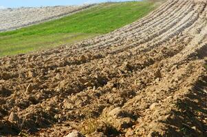 a lone tree in a field of dirt photo