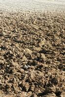 a lone tree in a field of dirt photo