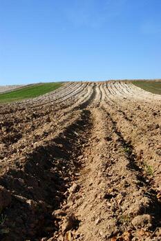 a lone tree in a field of dirt photo
