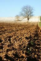 a lone tree in a field of dirt photo