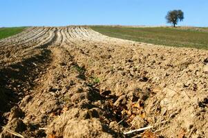 a lone tree in a field of dirt photo