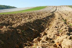 a lone tree in a field of dirt photo