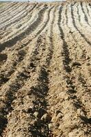 a lone tree in a field of dirt photo