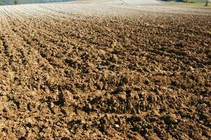 a lone tree in a field of dirt photo