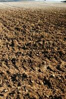 a lone tree in a field of dirt photo