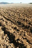 a lone tree in a field of dirt photo