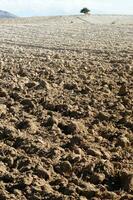 a lone tree in a field of dirt photo