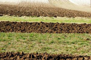 a lone tree in a field of dirt photo