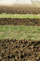 a lone tree in a field of dirt photo