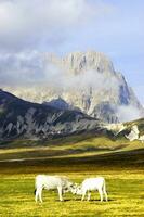 mountain landscape grazing animals photo