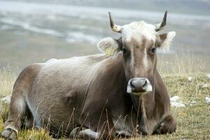 un blanco vaca con cuernos tendido en un campo foto