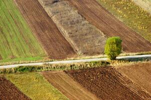 a lone tree in a field of dirt photo