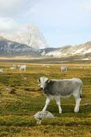 montaña paisaje pasto animales foto